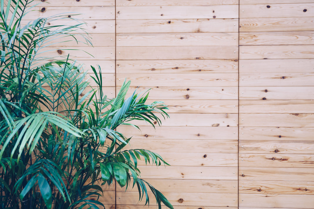 mur en bois avec plante devant